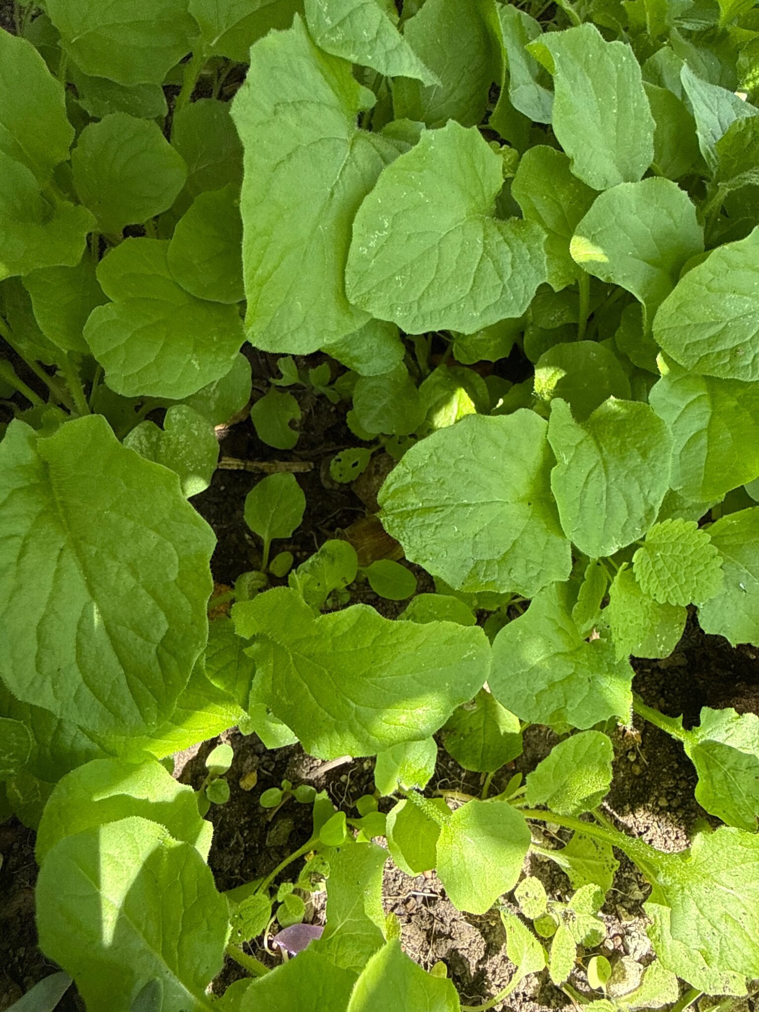 Young plants with well-developed foliage in the garden