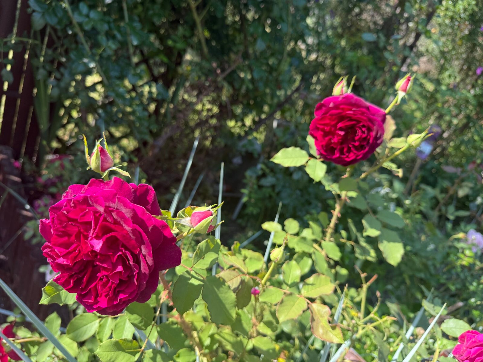 Munstead Wood rose in the garden in Bran, Romania