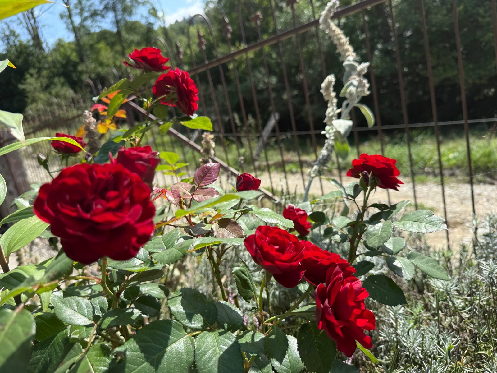 A red rose bush in bloom in the summer sun, in the garden in Bran, Romania