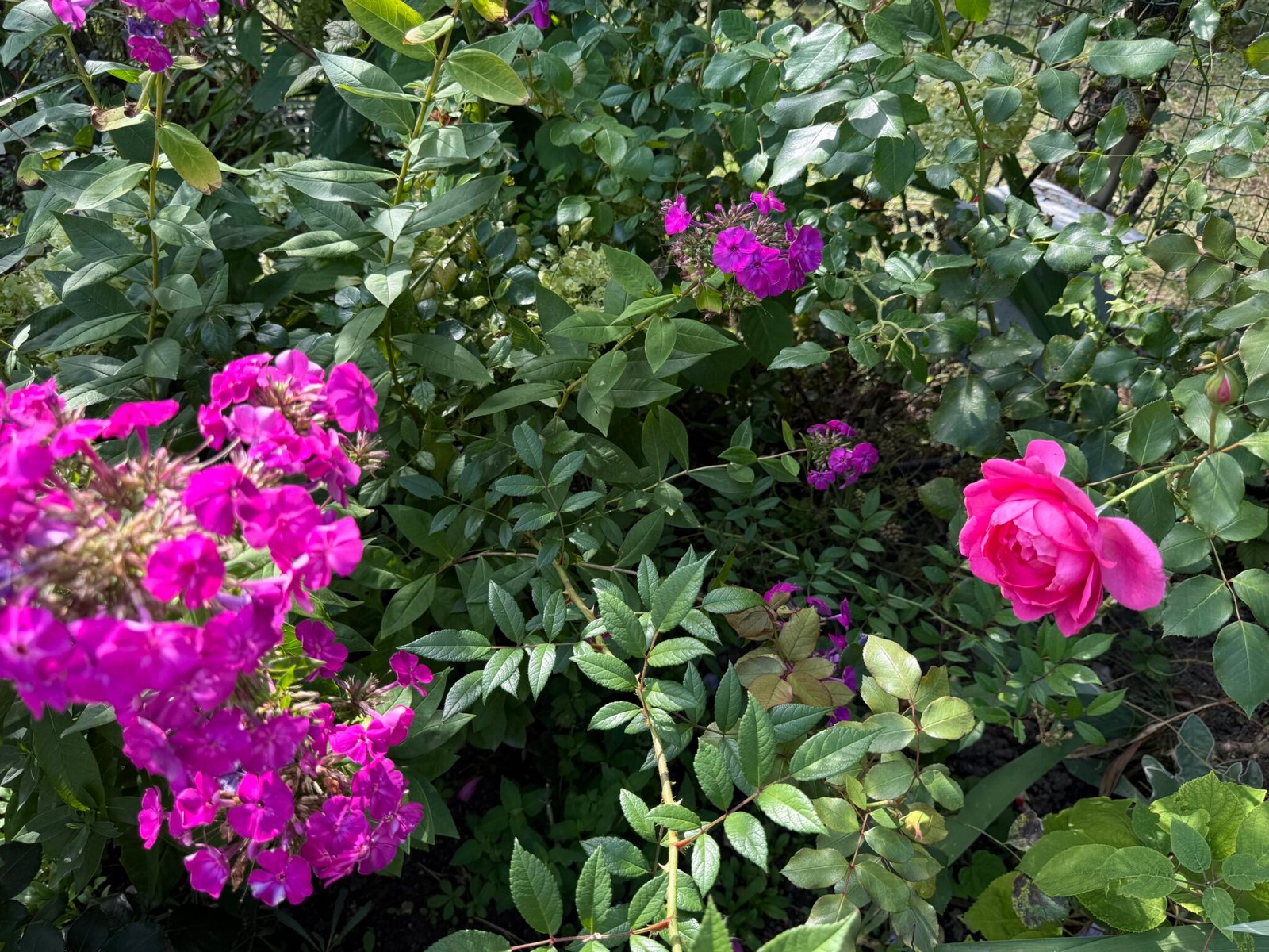 Violet phlox and pink roses in the garden in Bran, Romania