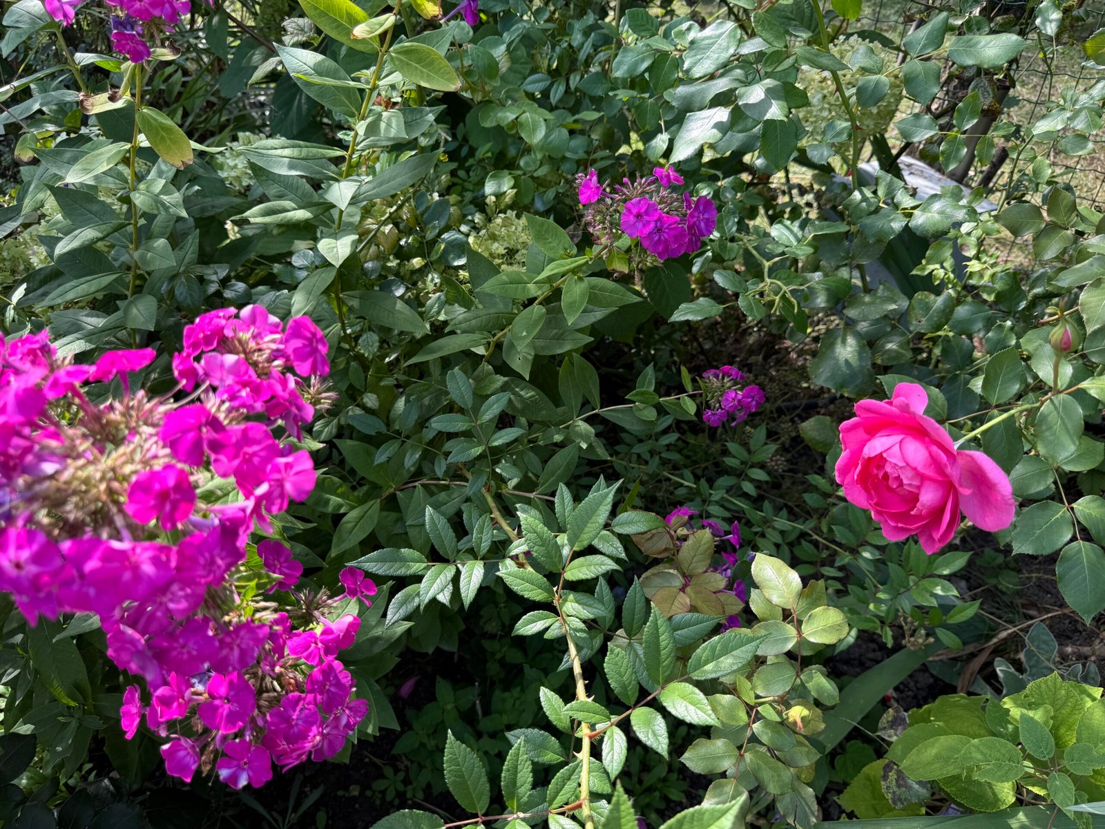 Phlox violet și trandafiri roz în grădina din Bran