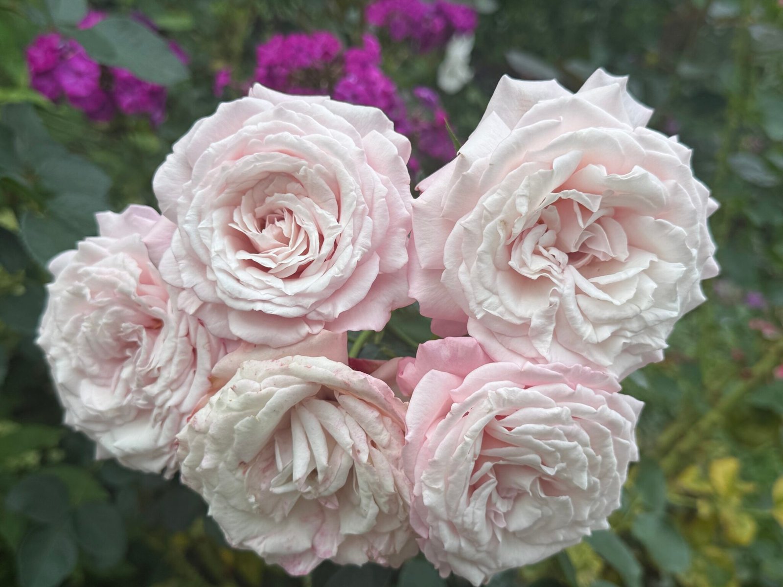 A bunch of pale pink roses in the garden in Bran, Romania