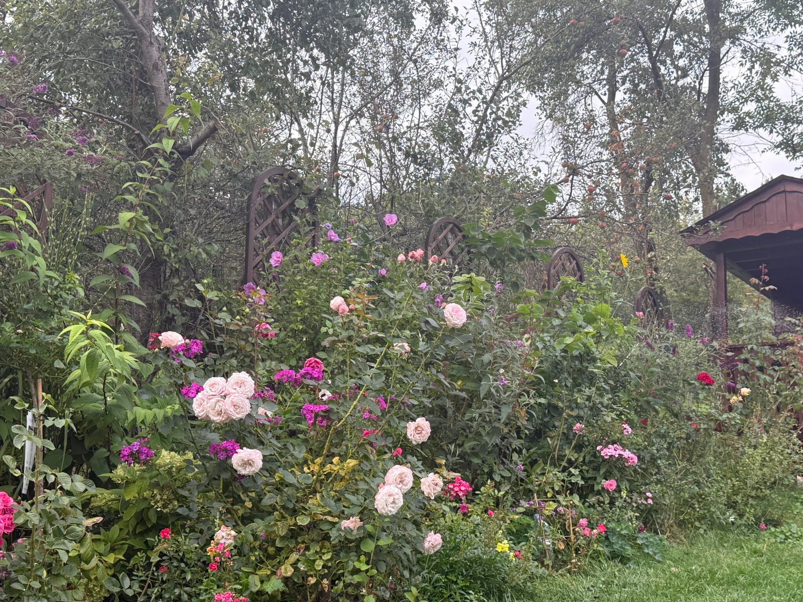 Roses and flowers in the garden in Bran, Romania, next to wooden panels and trees