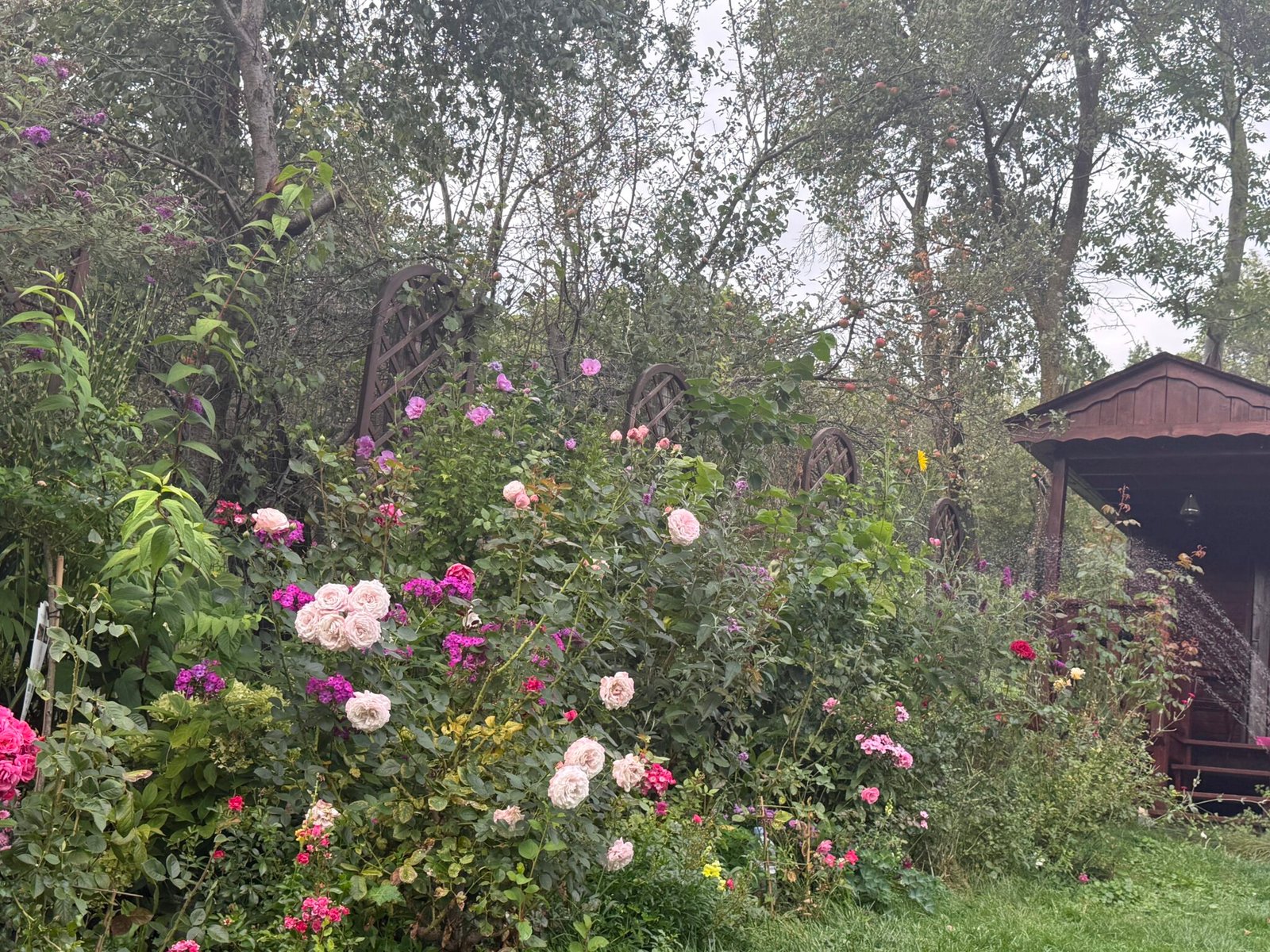 Roses and September flowers by the gazebo in the garden in Bran, Romania
