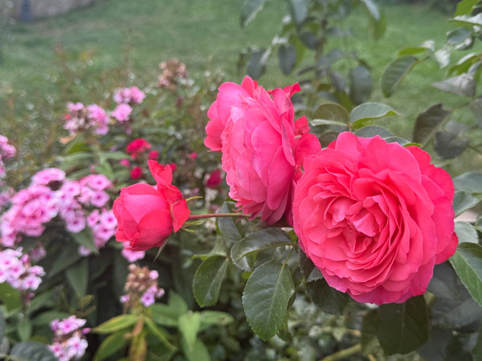 Deep pink roses in bloom among the garden plants
