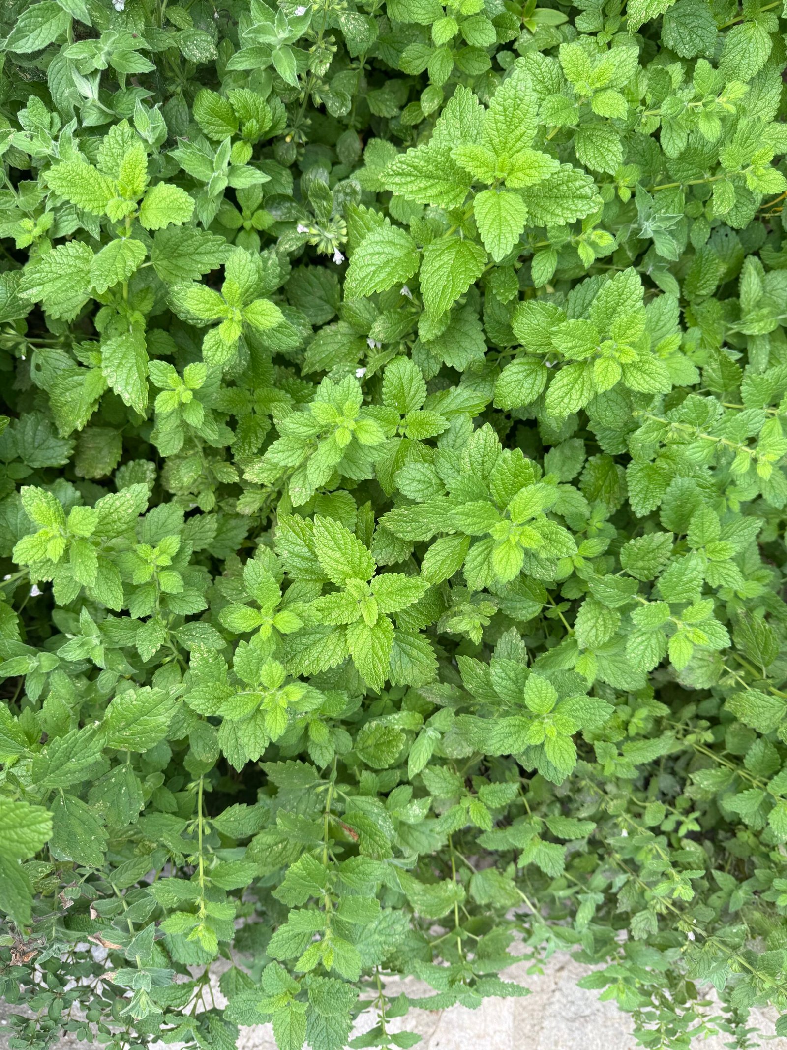 Roiniță verde în grădina din Bran