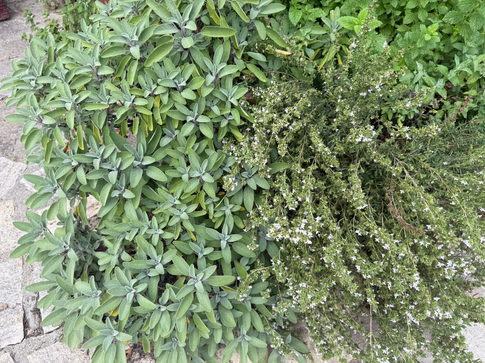 Sage and thyme in the garden in Bran, Romania
