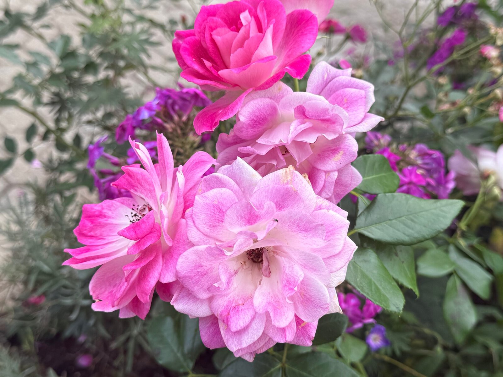 Roses with two-tone pink petals in the garden in Bran, Romania