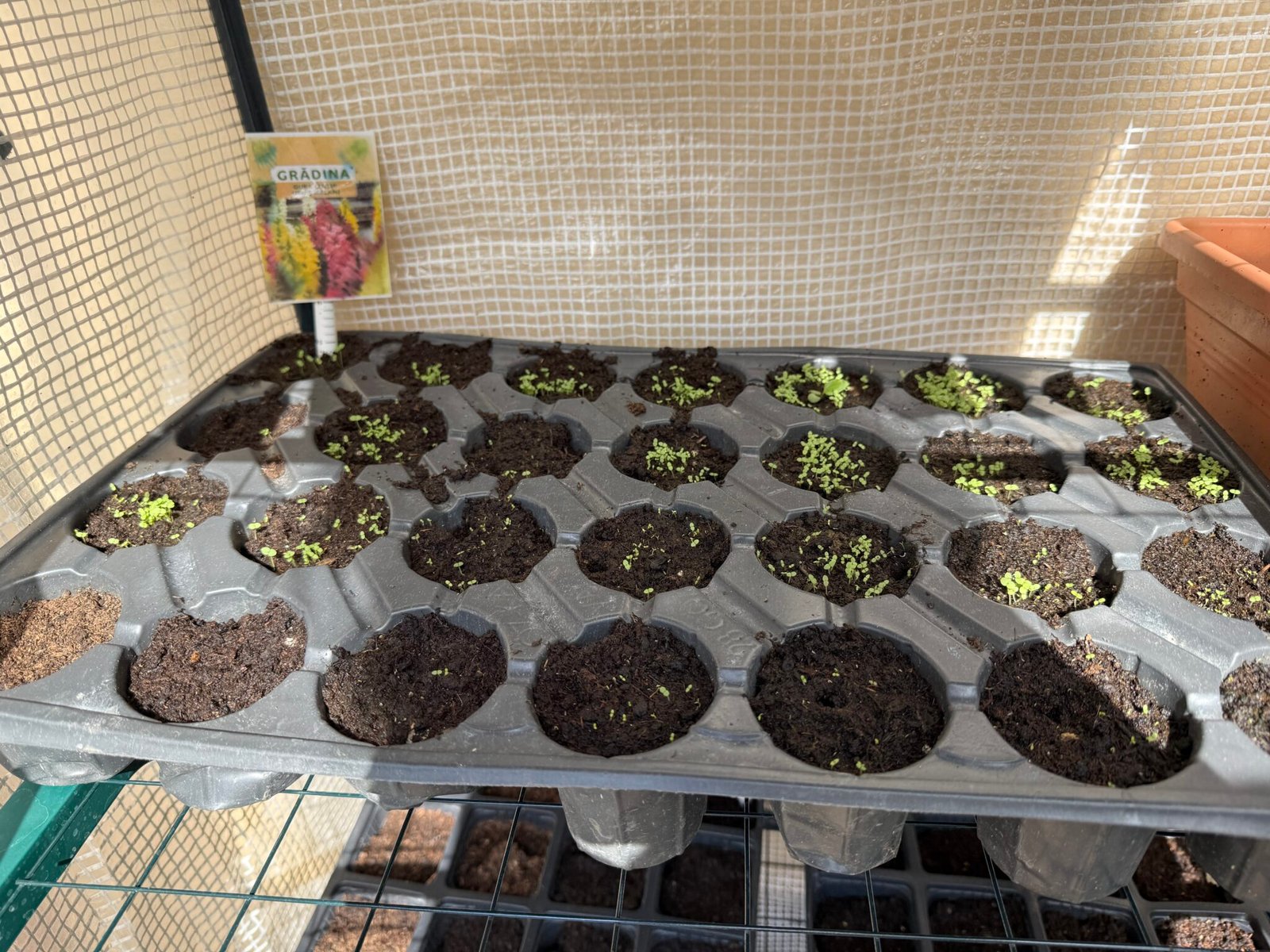 Snapdragon seedlings in a cell tray