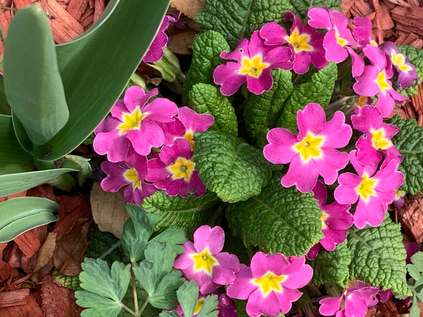 Pink primroses in the garden in Bran, Romania