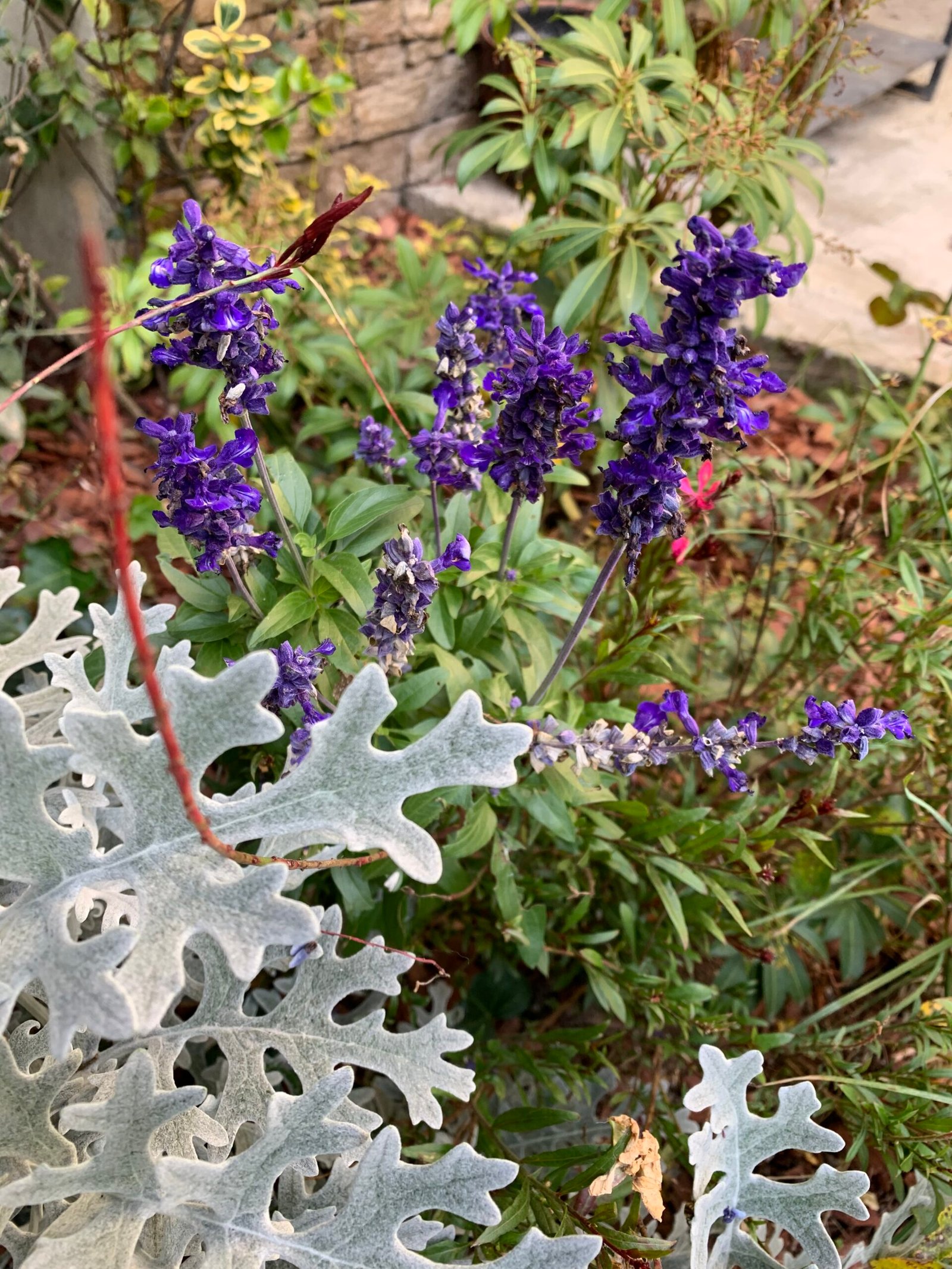 Salvie ornamentală cu spice violet