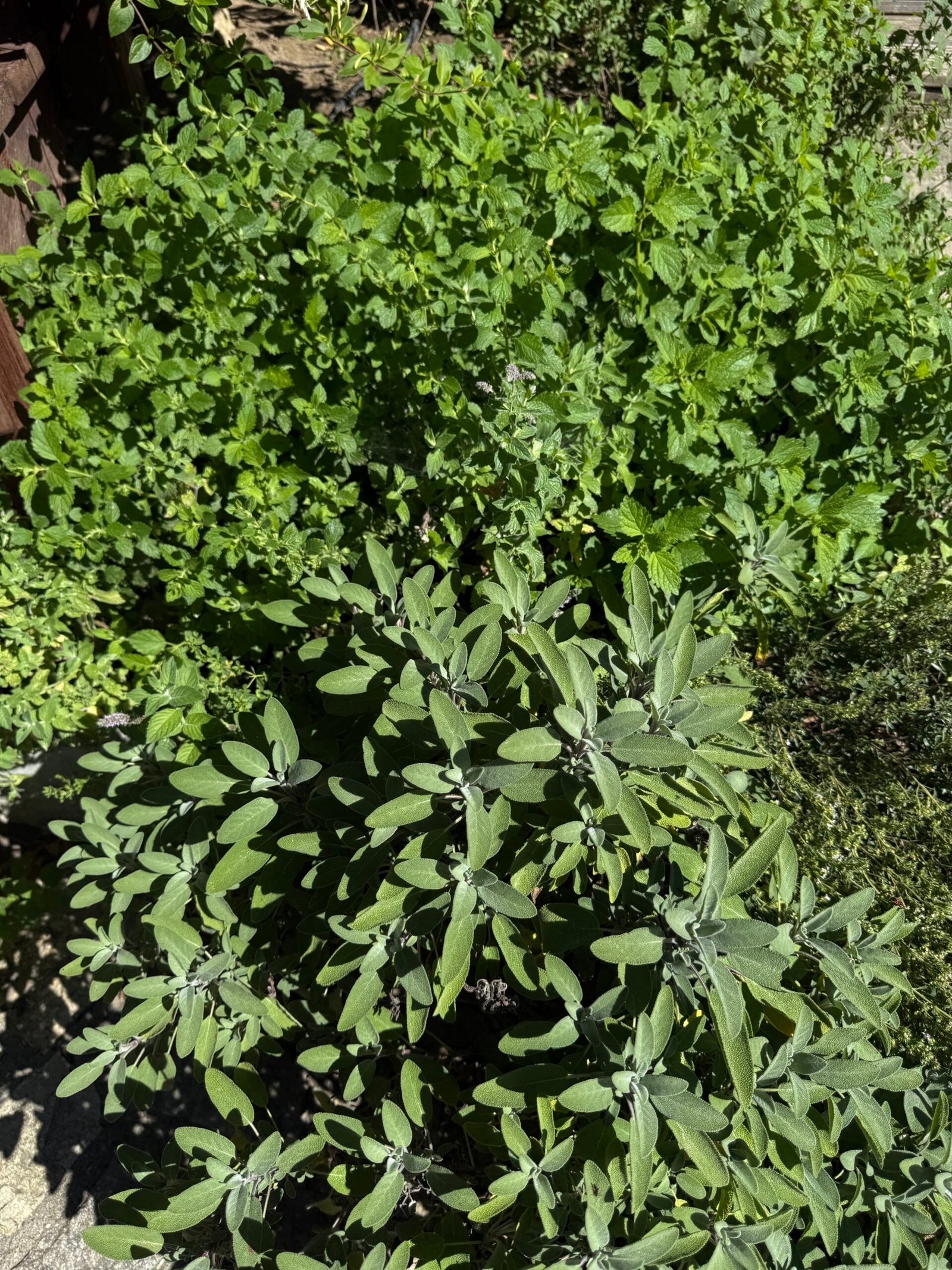Salvie, mentă și alte plante aromatice în grădină