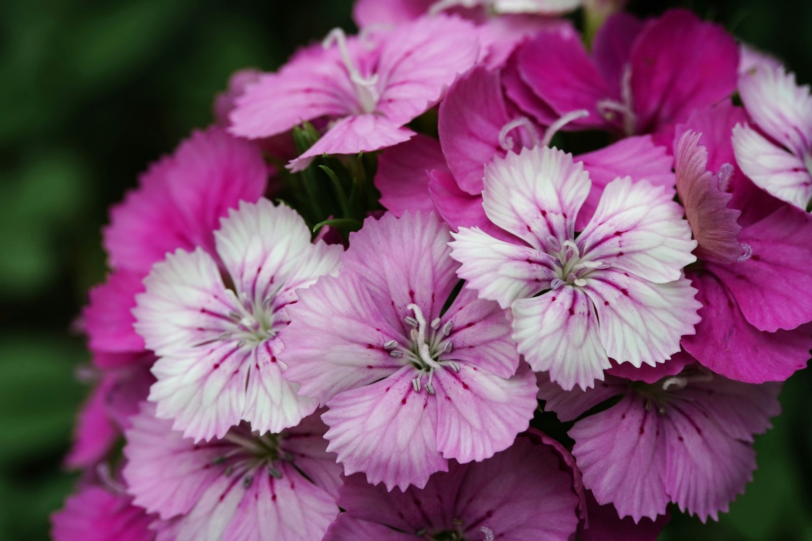 Flori roz și albe de Dianthus barbatus văzute în detaliu