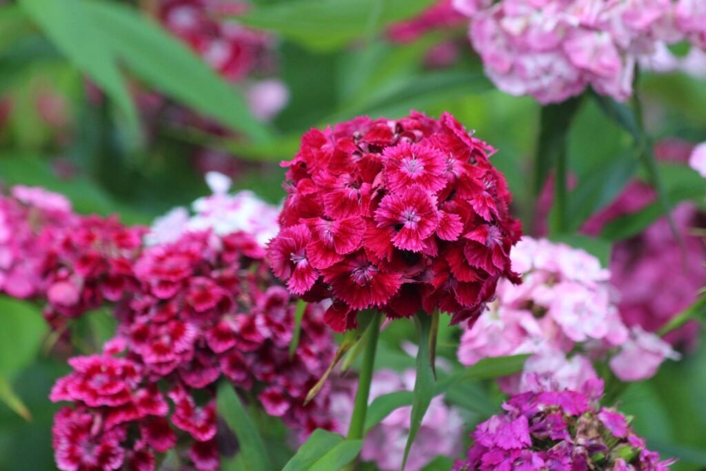Inflorescențe de garofițe turcești Dianthus barbatus în nuanțe de roz și vișiniu