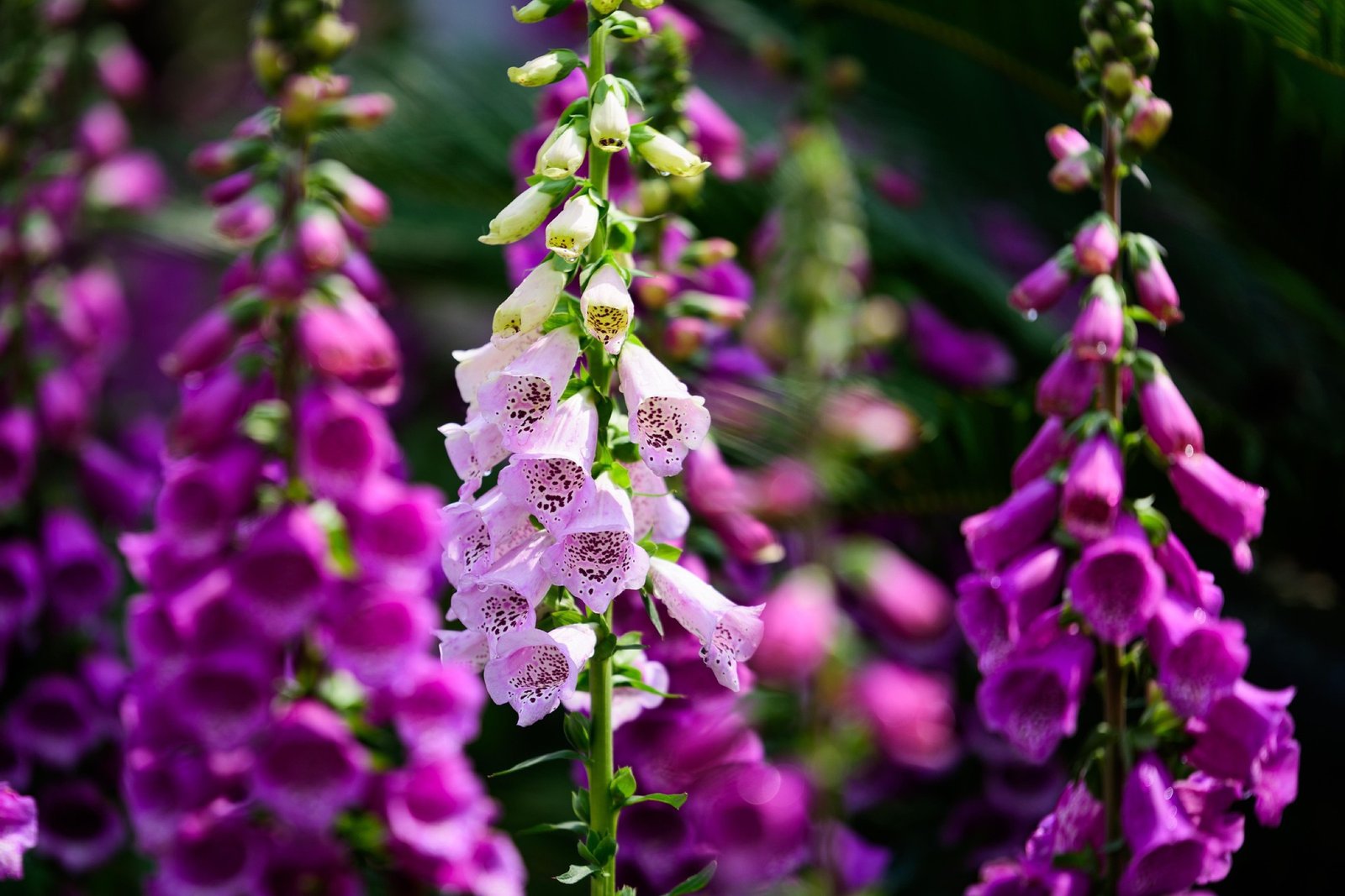 Digitalis purpurea, degețel cu flori roz în grădina din Bran