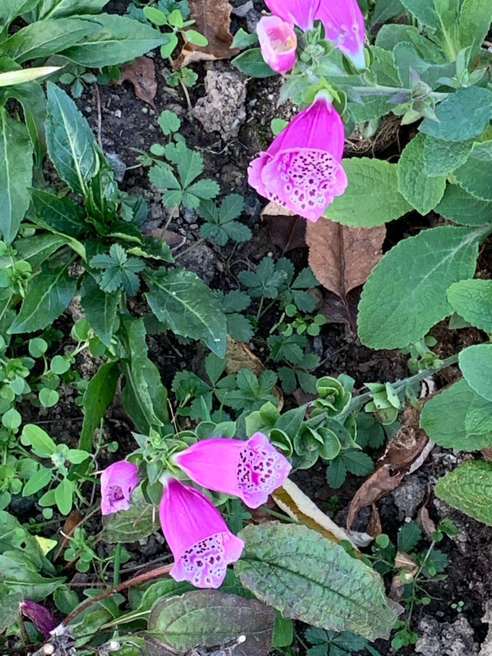 Flori roz-purpurii de Digitalis purpurea cu pete în interior, în grădina din Bran