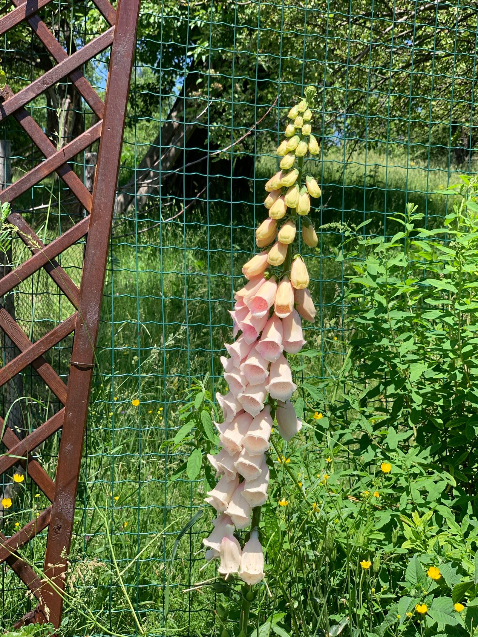 Tijă de Digitalis în nuanță caisă și roz pal, în grădina de munte din Bran