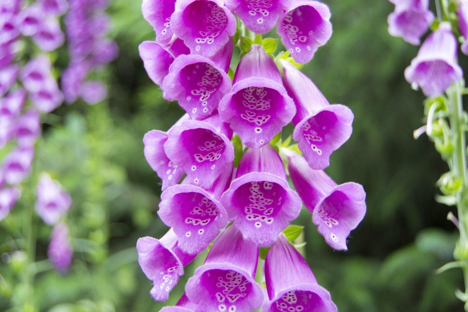 Flori violet de Digitalis purpurea cu pete albe în interiorul clopoțeilor