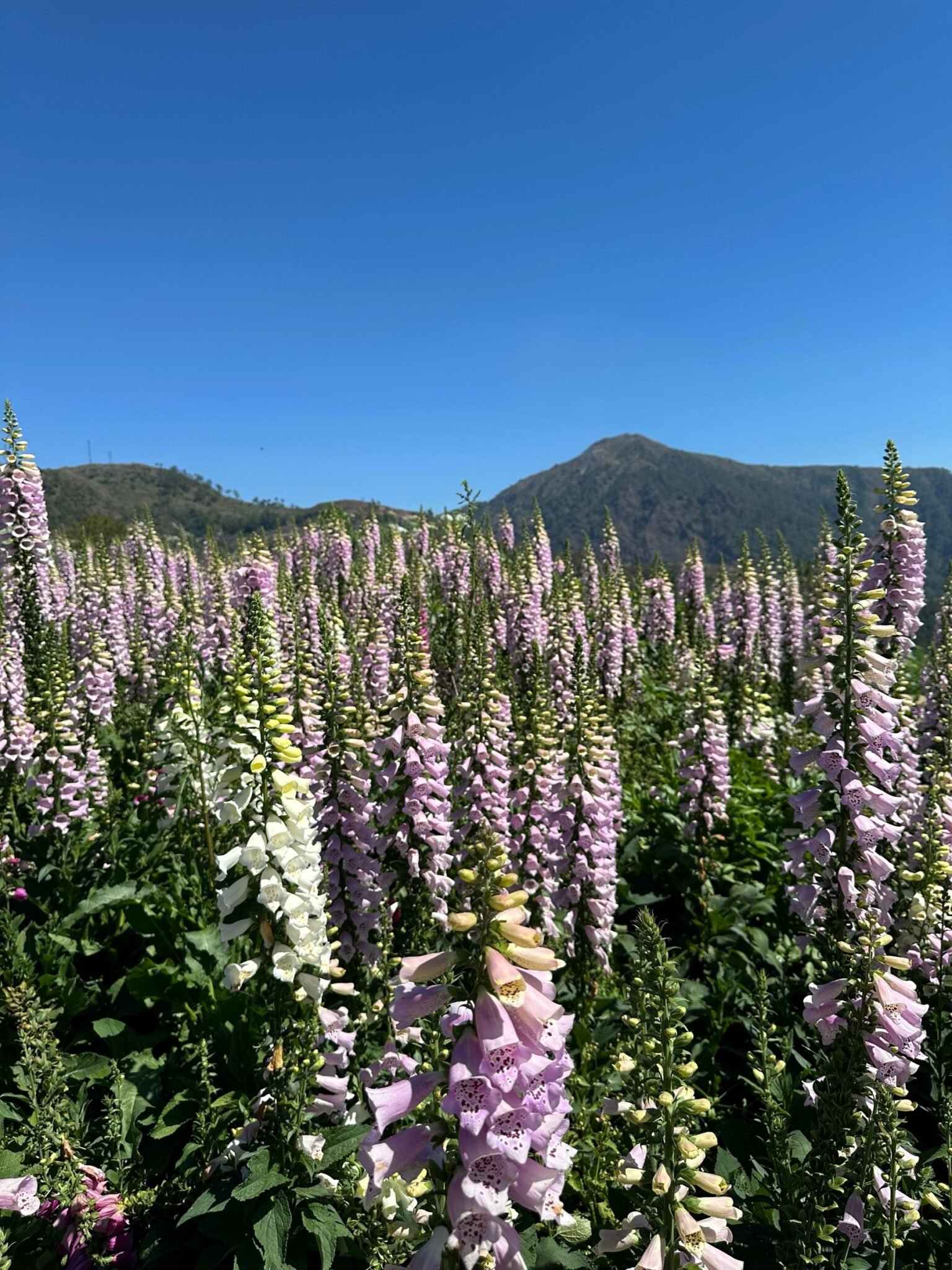 A field of pink and white foxglove spires in front of a mountain landscape