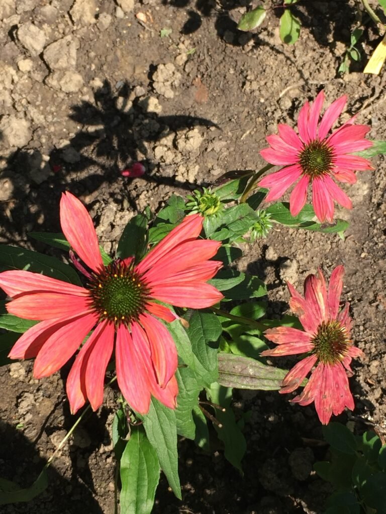 Echinacea în nuanță coral, înflorire de vară în Bran, județul Brașov