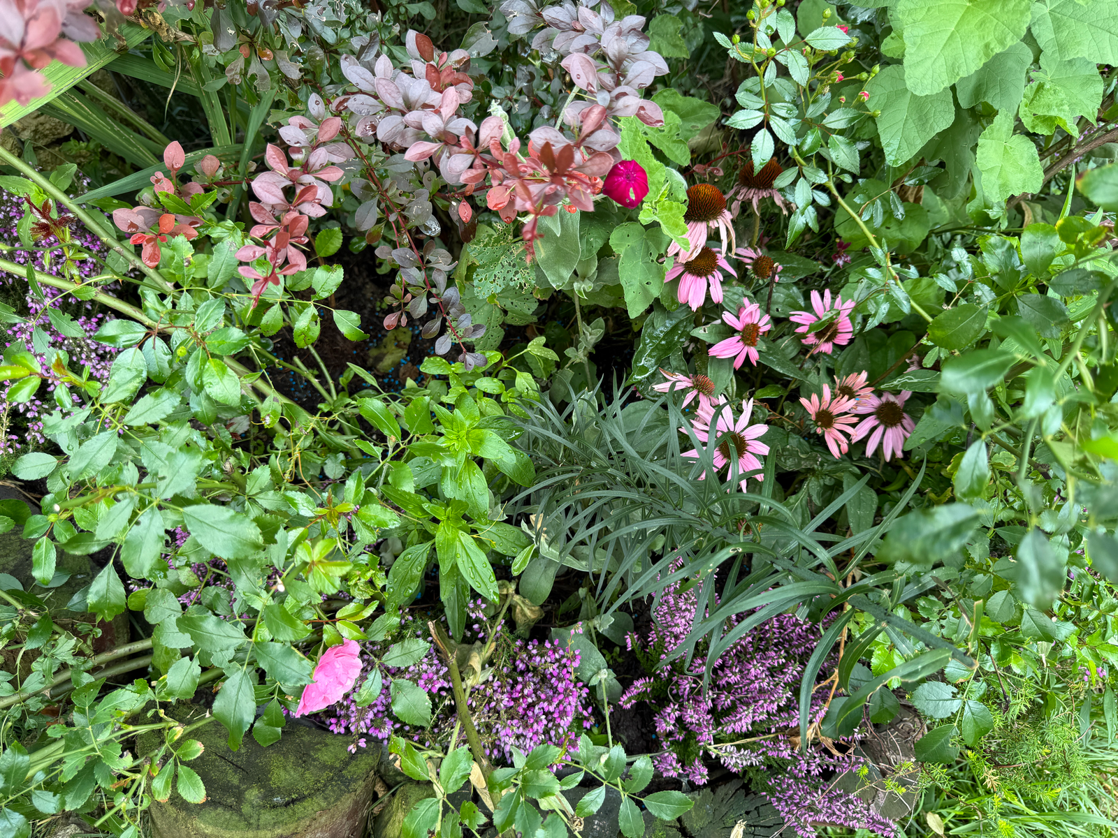 Echinacea