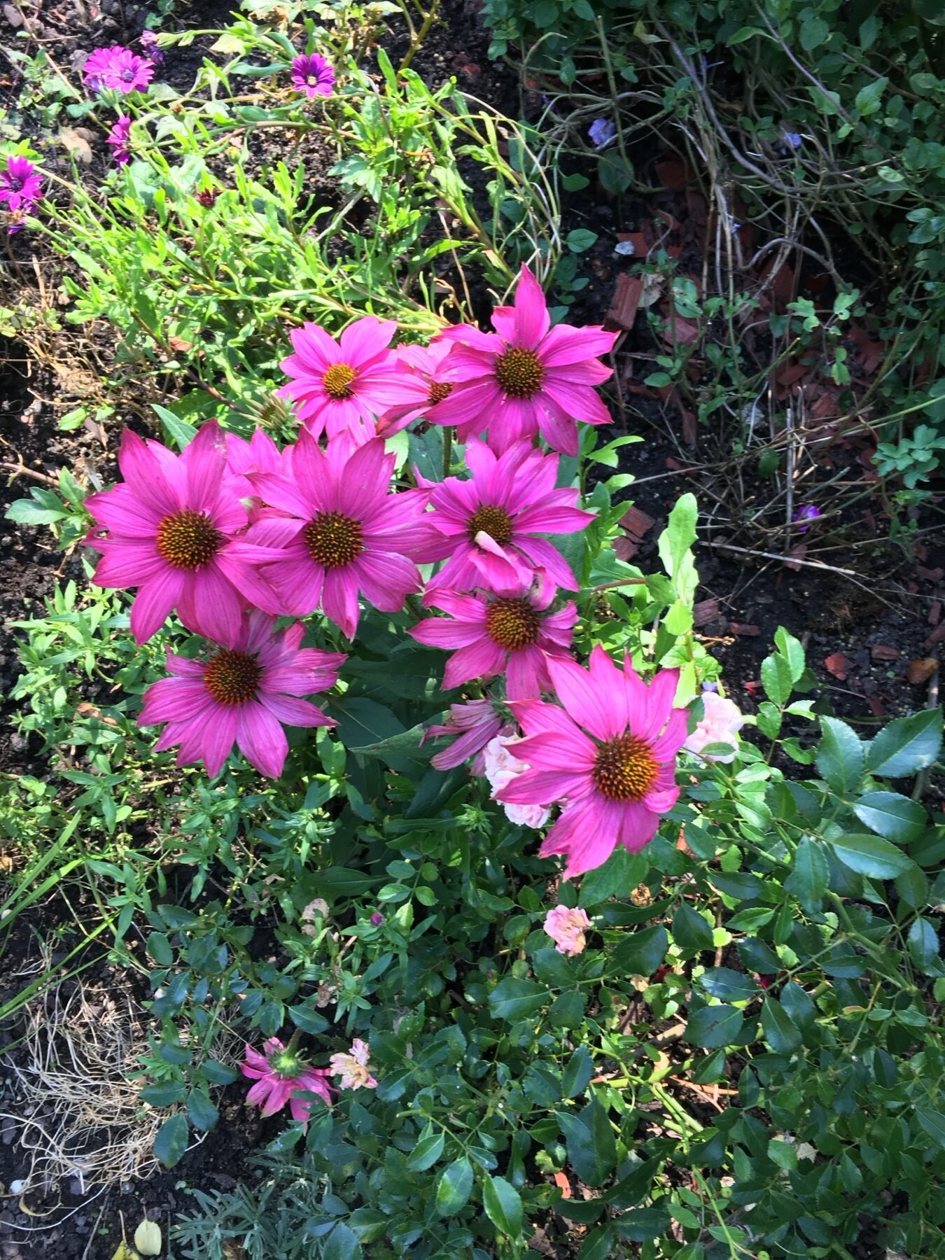 Grup de Echinacea fucsia înflorită în grădina de la munte