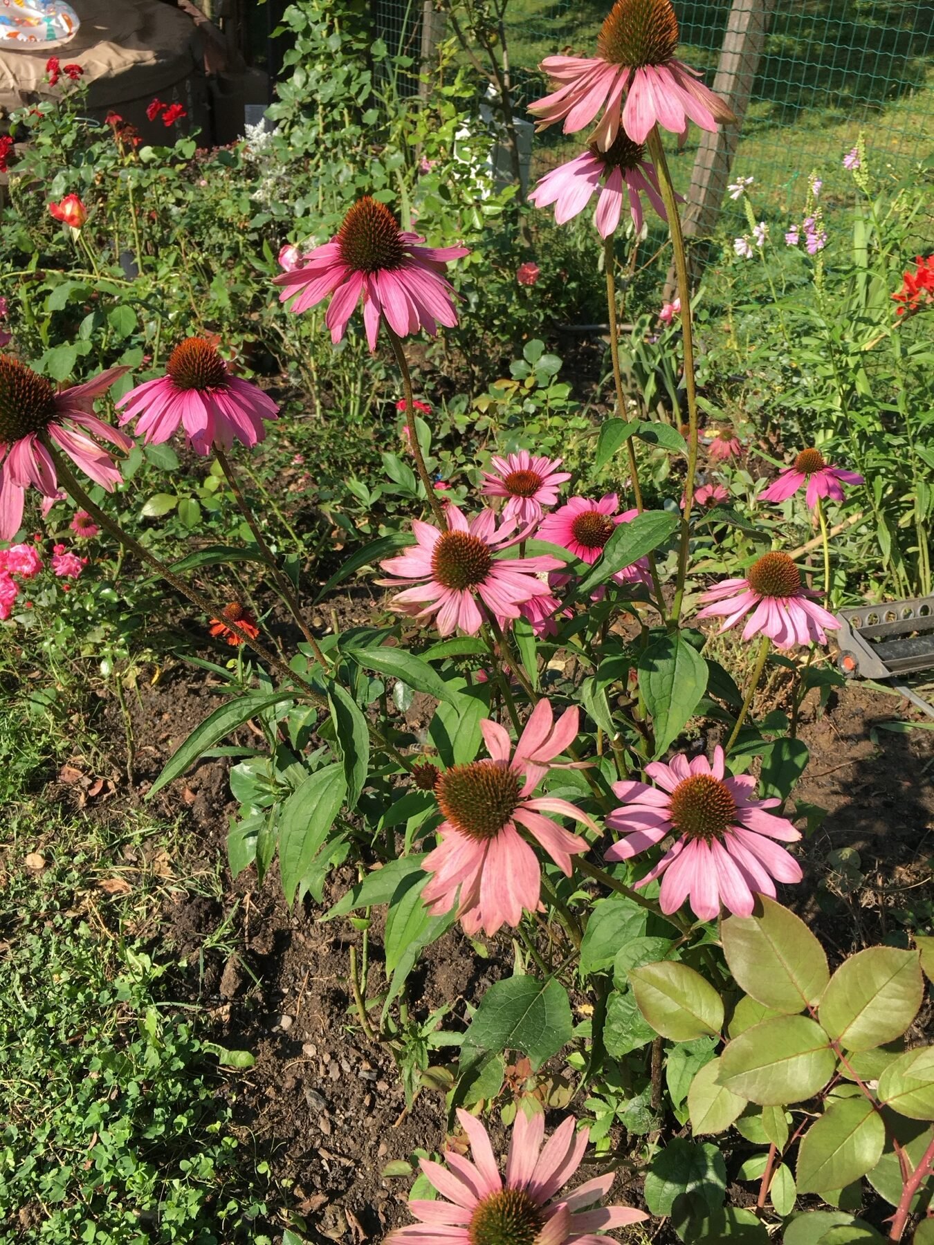 Plantă matură de Echinacea într-un strat însorit din grădina de munte