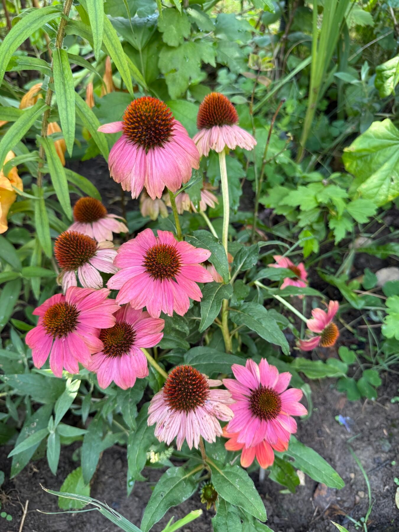Flori de Echinacea purpurea roz după ploaie în grădina din Bran