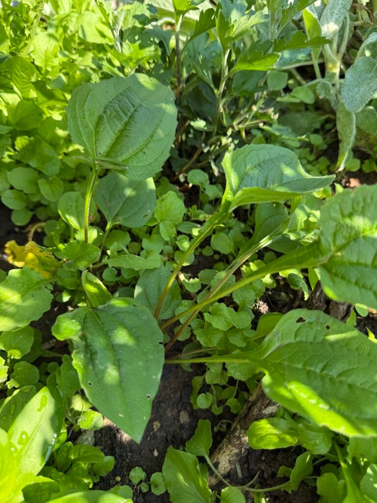 Răsad de Echinacea produs din semințe și transplantat în sol lutos în grădina din Bran, județul Brașov