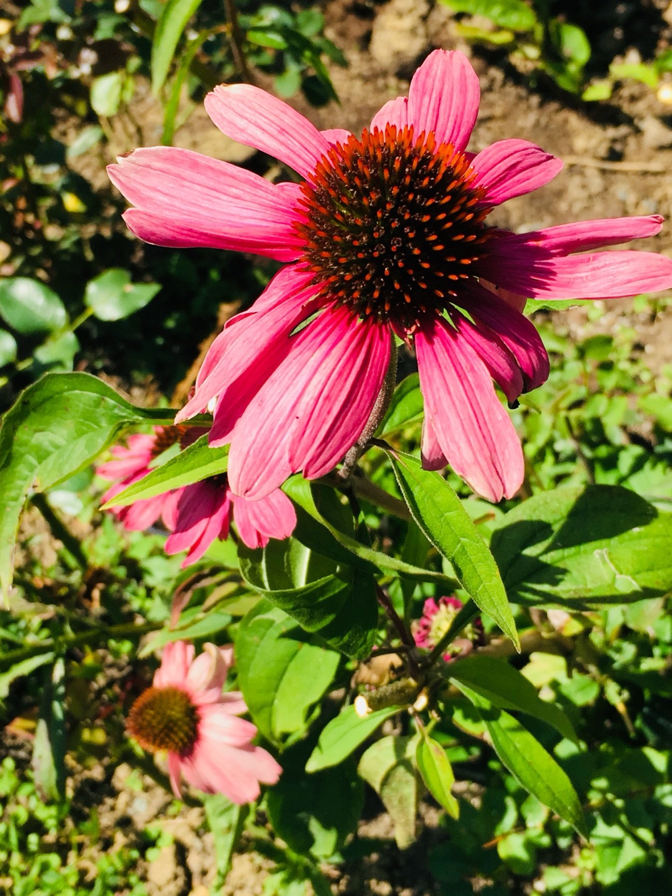 Detaliu de floare Echinacea roz cu con central proeminent