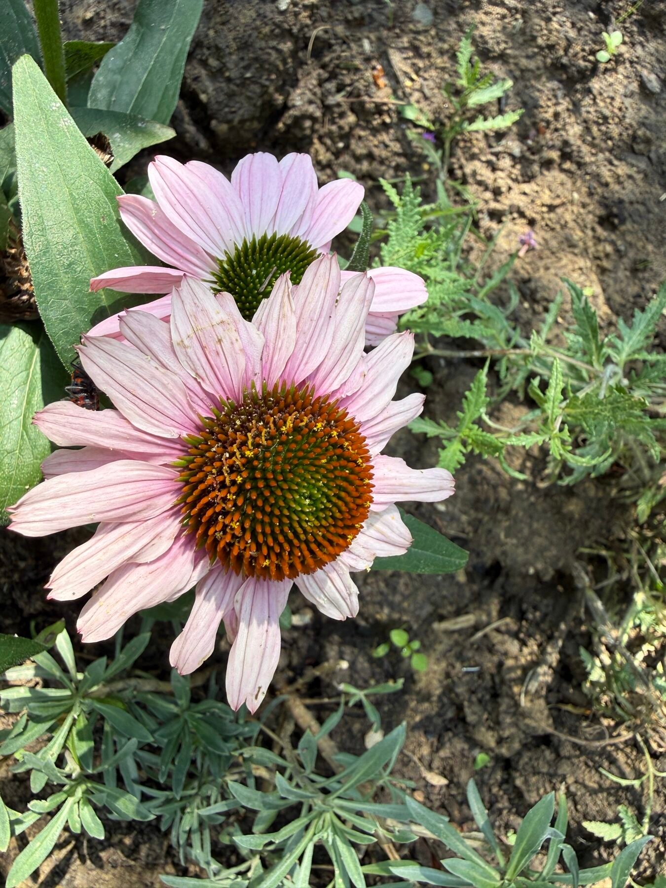 Floare de Echinacea roz pal matură în grădina de munte din Bran