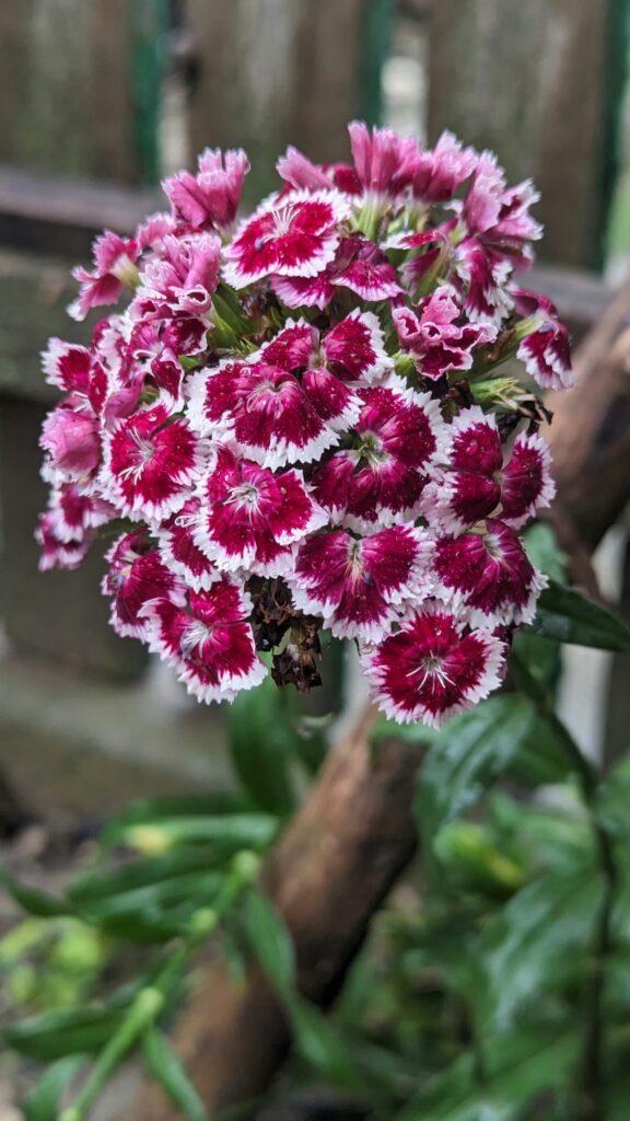 Inflorescență bicoloră alb și vișiniu de Dianthus barbatus