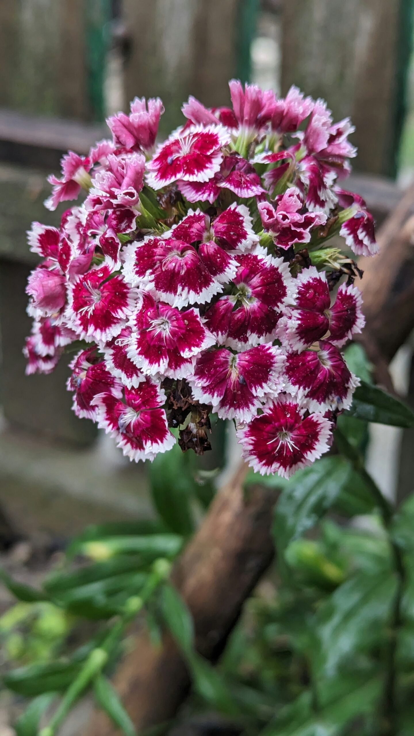 Inflorescență bicoloră alb și vișiniu de Dianthus barbatus