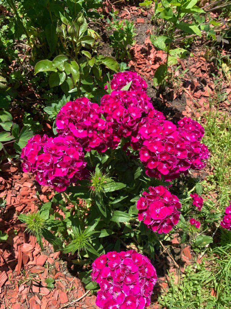 Ciorchini de garofițe turcești vișinii Dianthus barbatus în grădina din Bran, județul Brașov