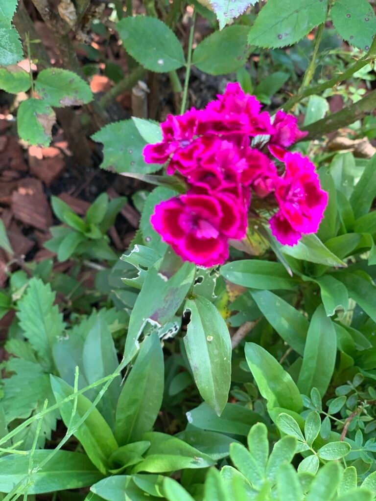 Inflorescențe intense de Dianthus barbatus printre frunze verzi în Bran, județul Brașov