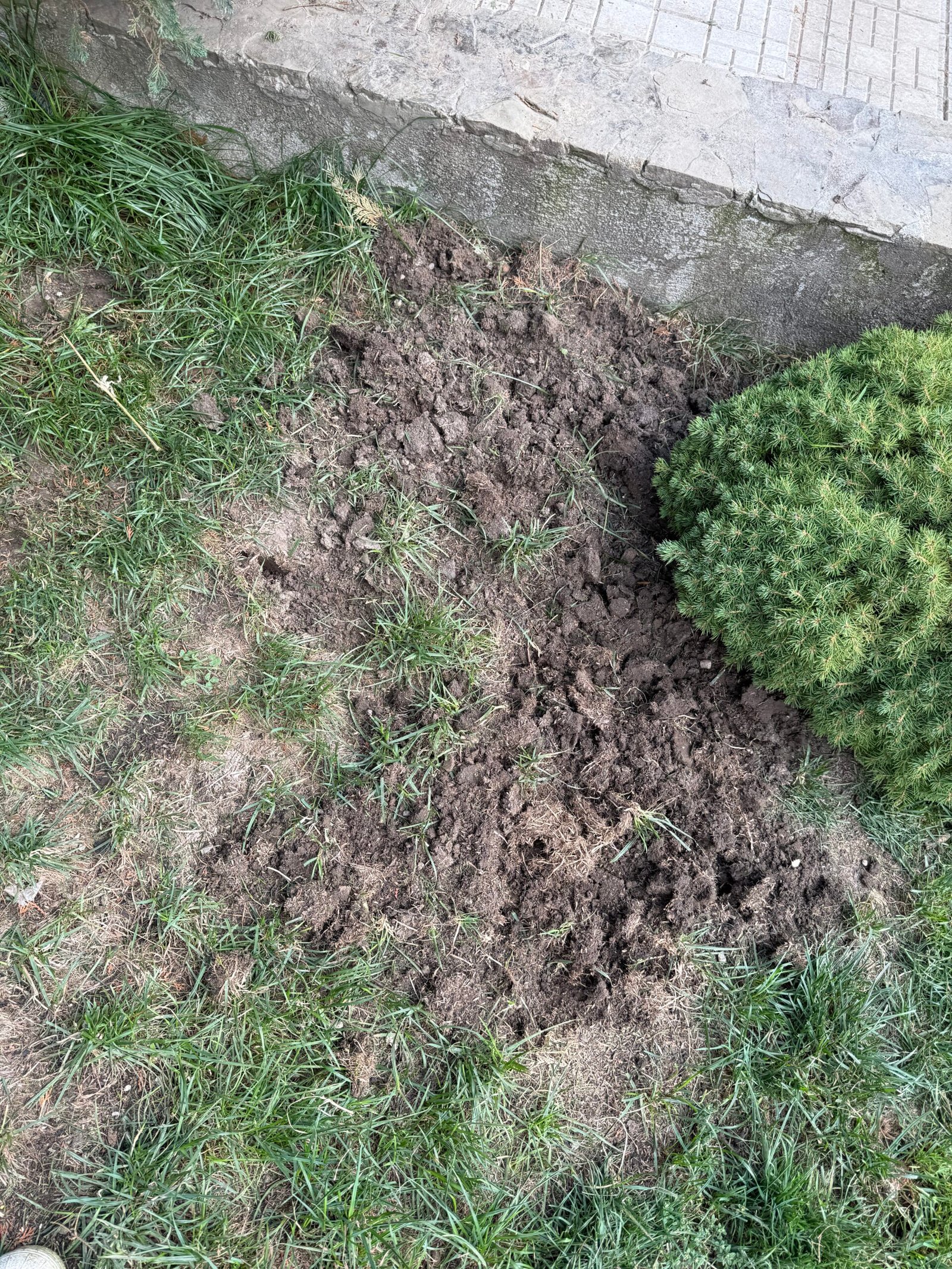 Gazonul din grădina de munte din Bran, cu zone rărite pregătite pentru reînsămânțare.