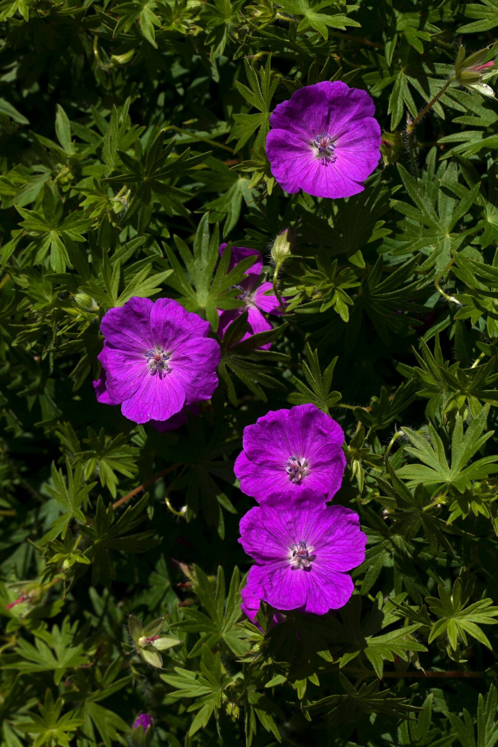 Geranium sanguineum cu flori violet