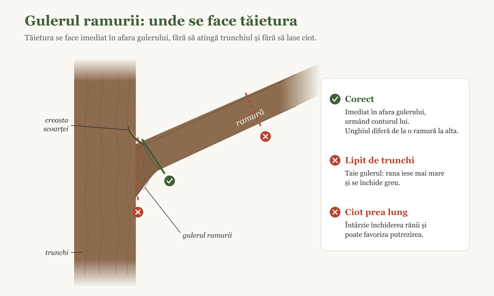 The branch collar and the correct position of the cut