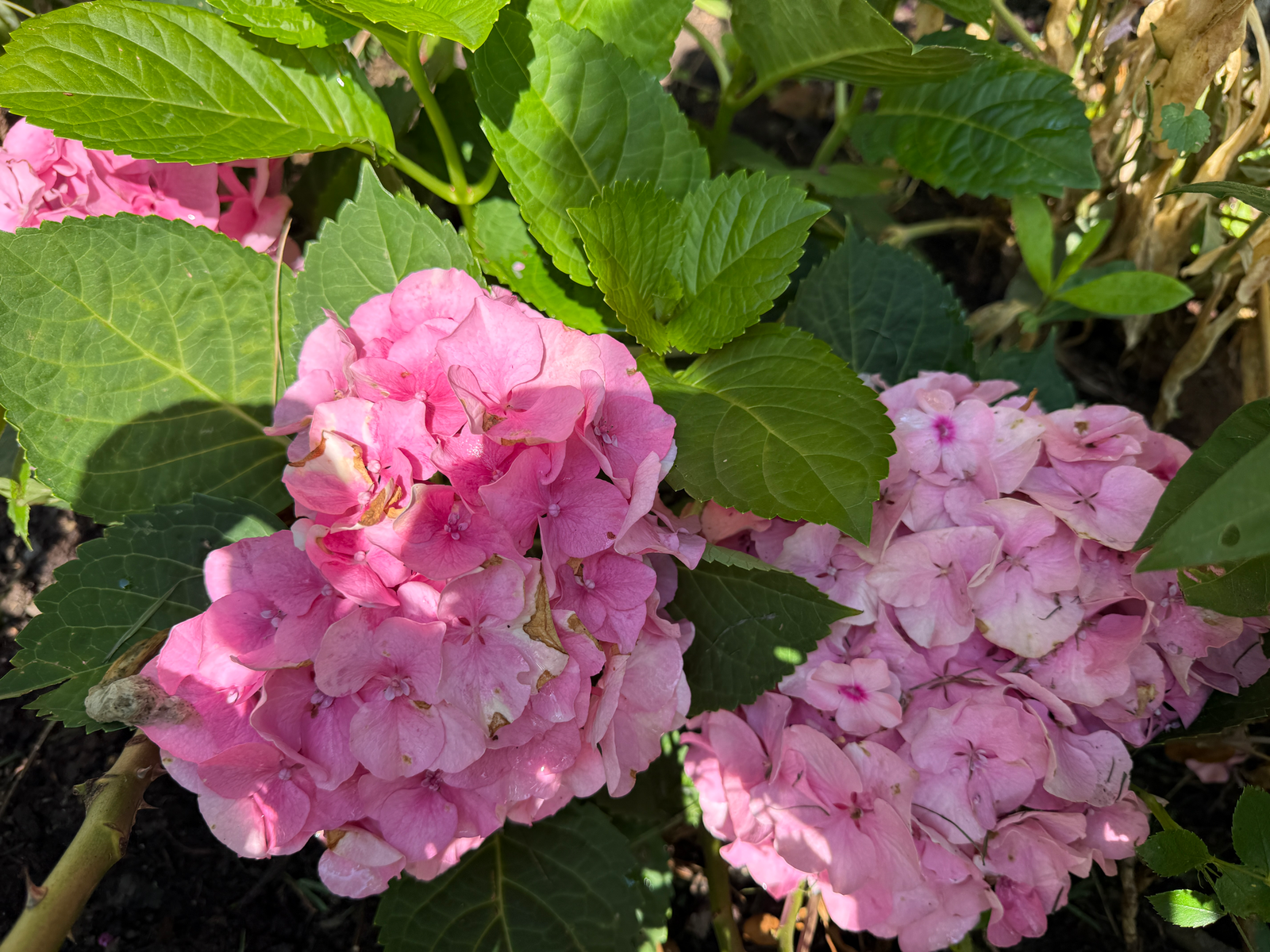 Hortensie
