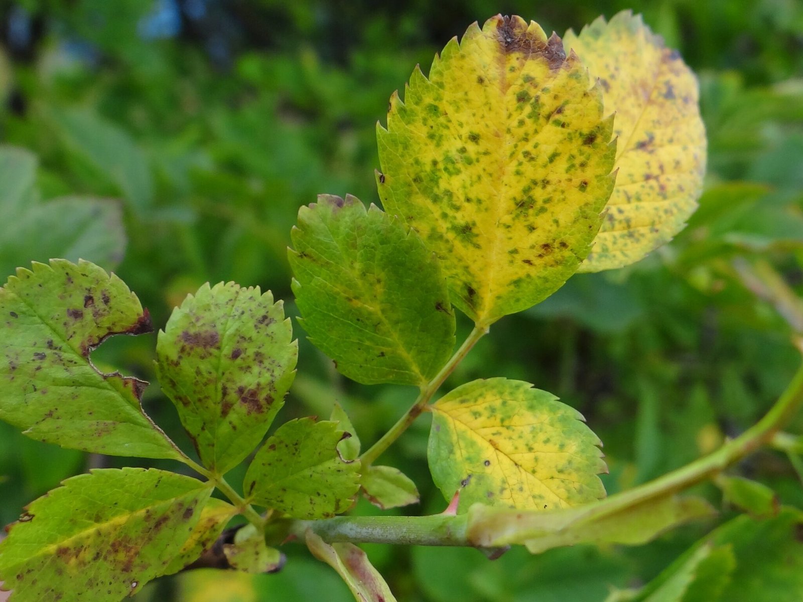 Dog rose (Rosa canina) leaves affected by downy mildew, with brownish-purple spots
