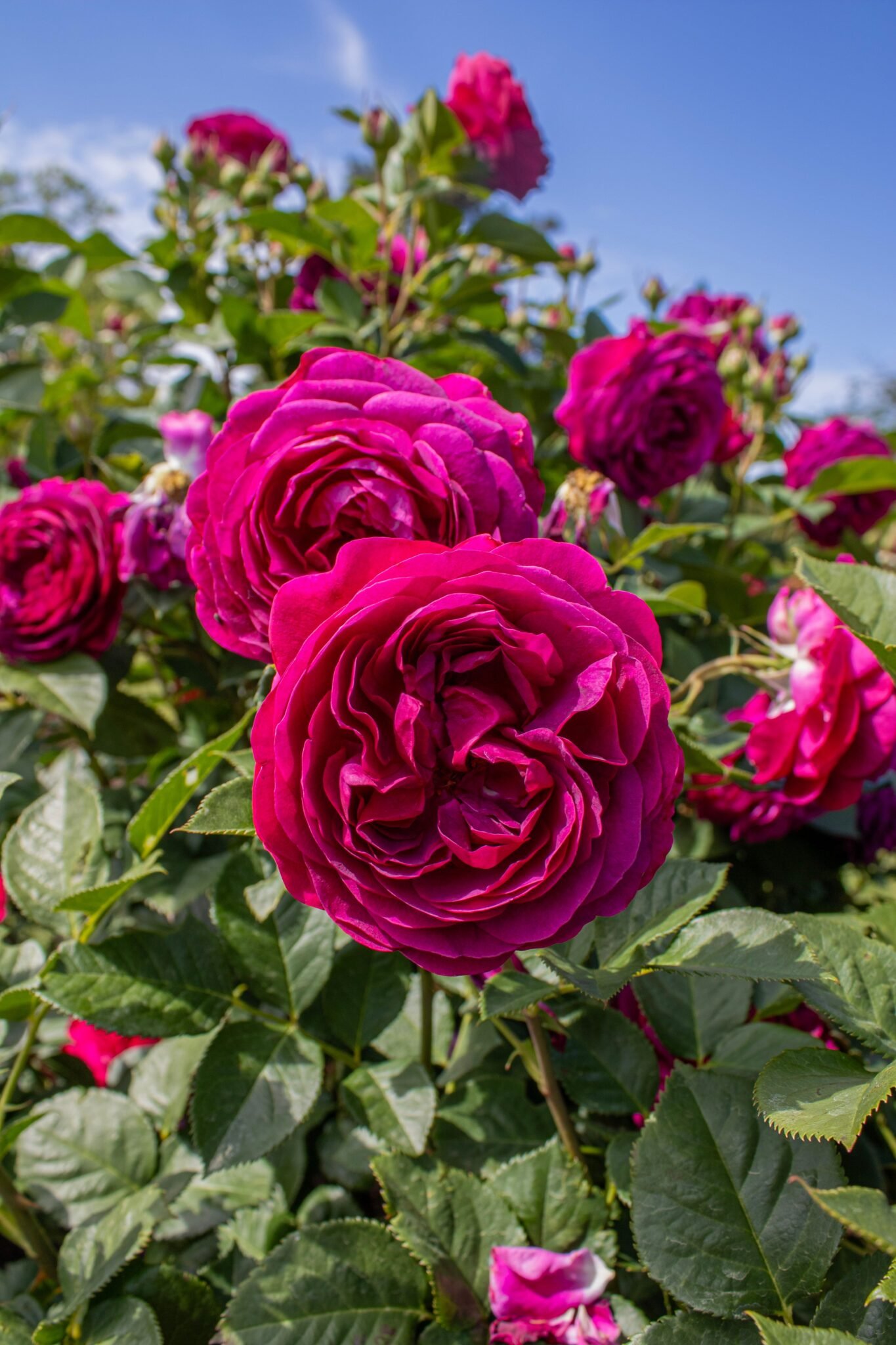 Purple flowers of the Munstead Wood rose in the garden in Bran, Romania