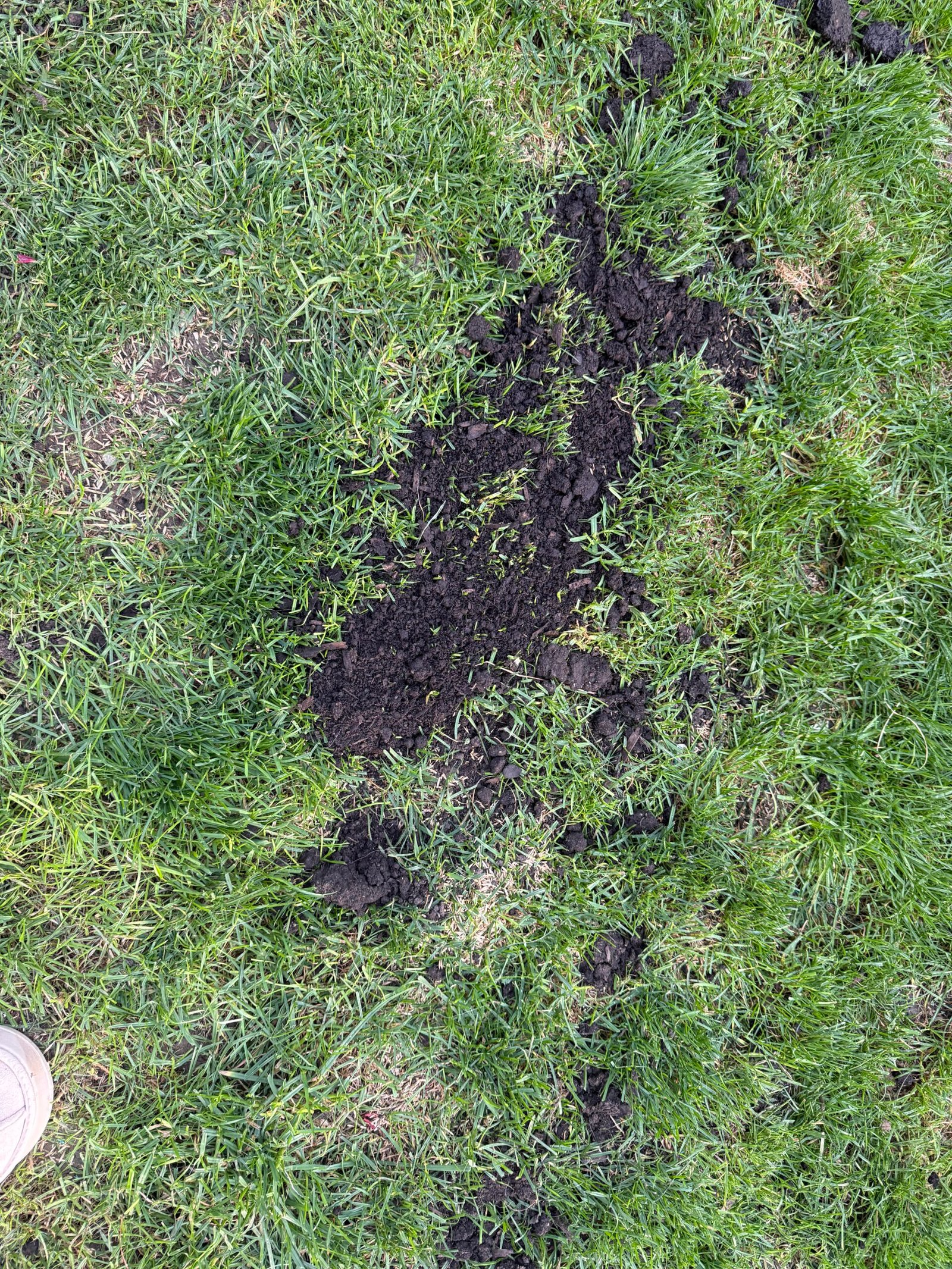 Pământ negru între smocuri de gazon verde într-o zonă rărită.