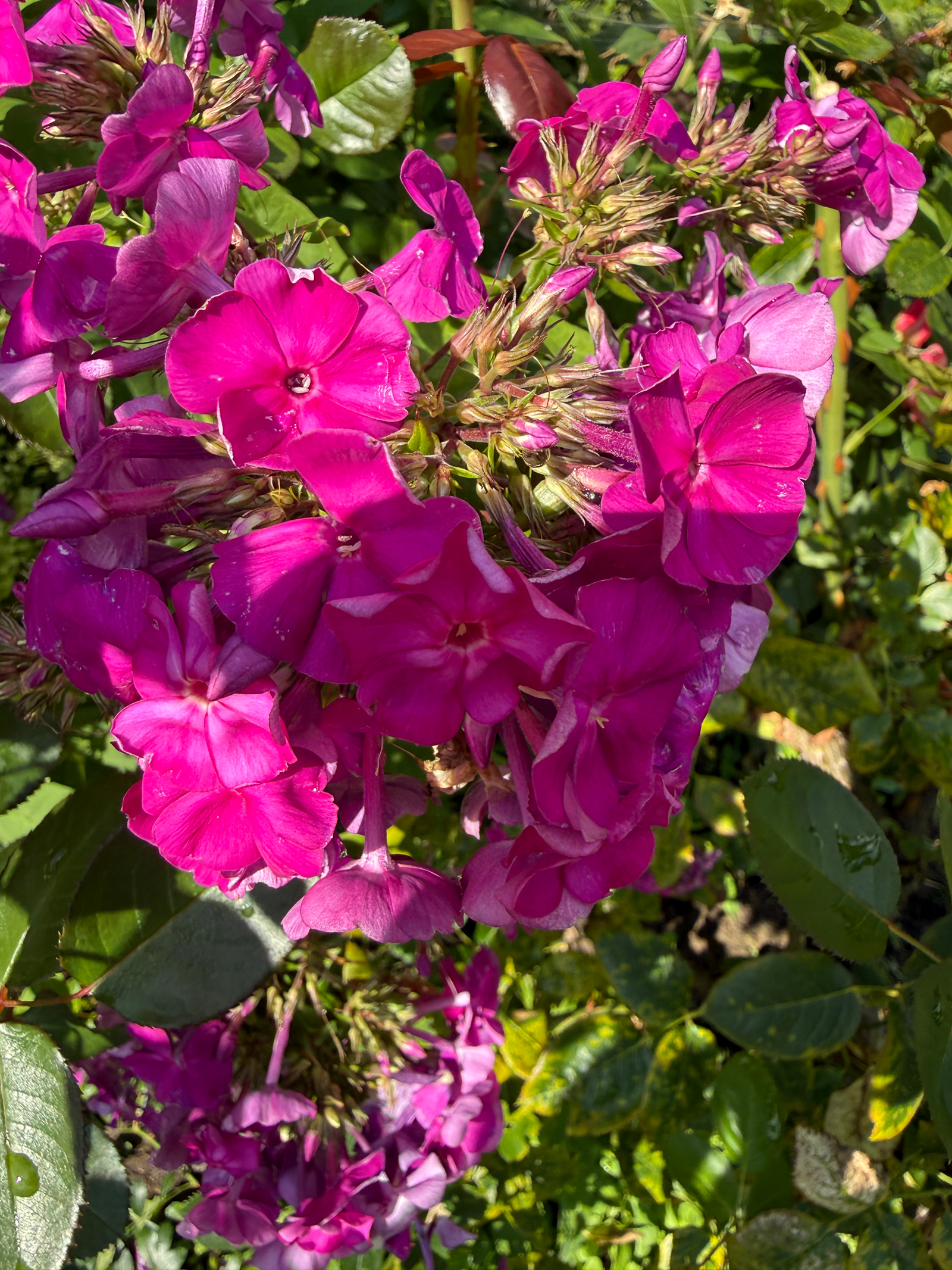 Phlox