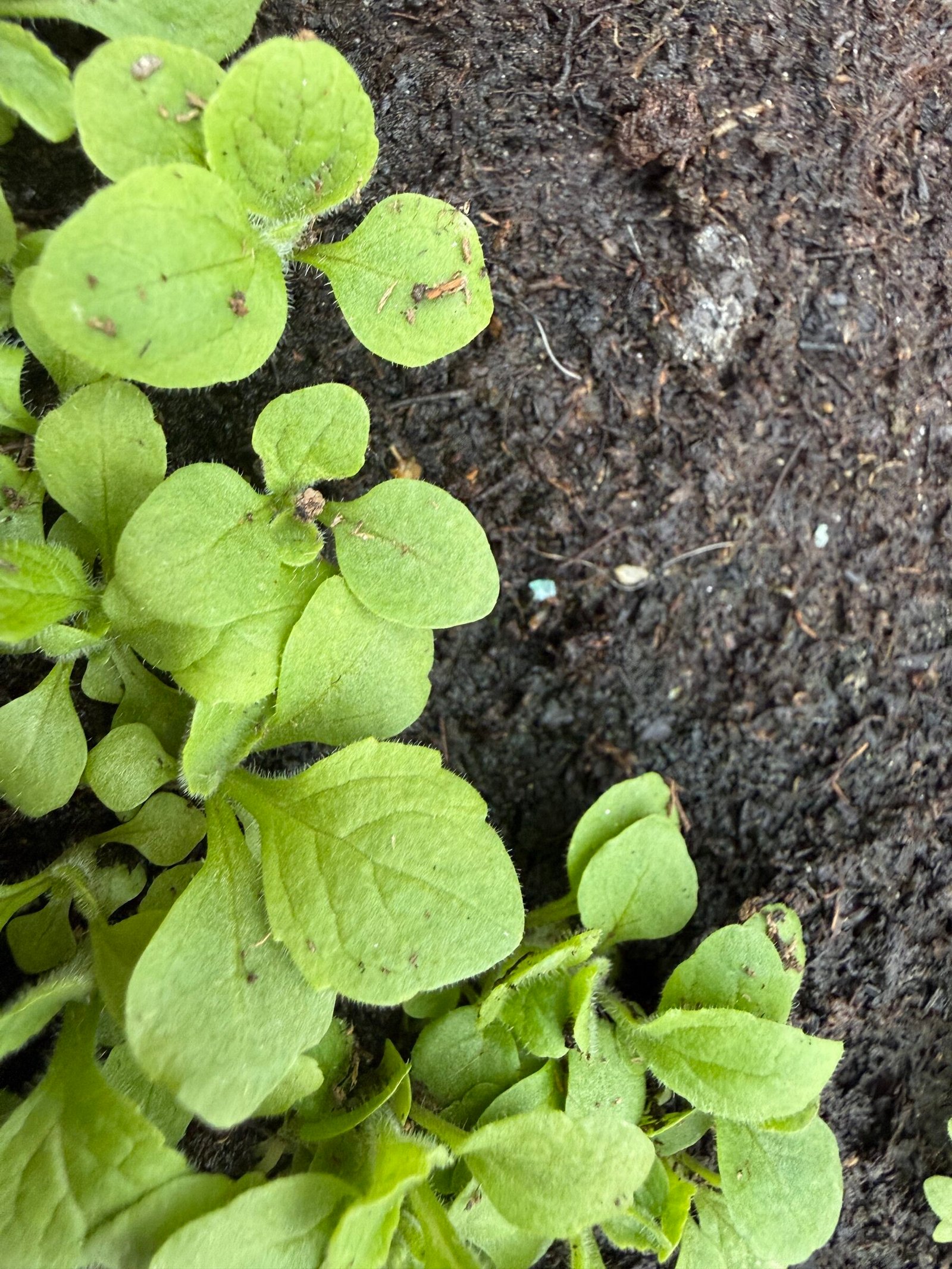 Răsaduri de Digitalis purpurea în dezvoltare, cu frunze ușor păroase, în Bran