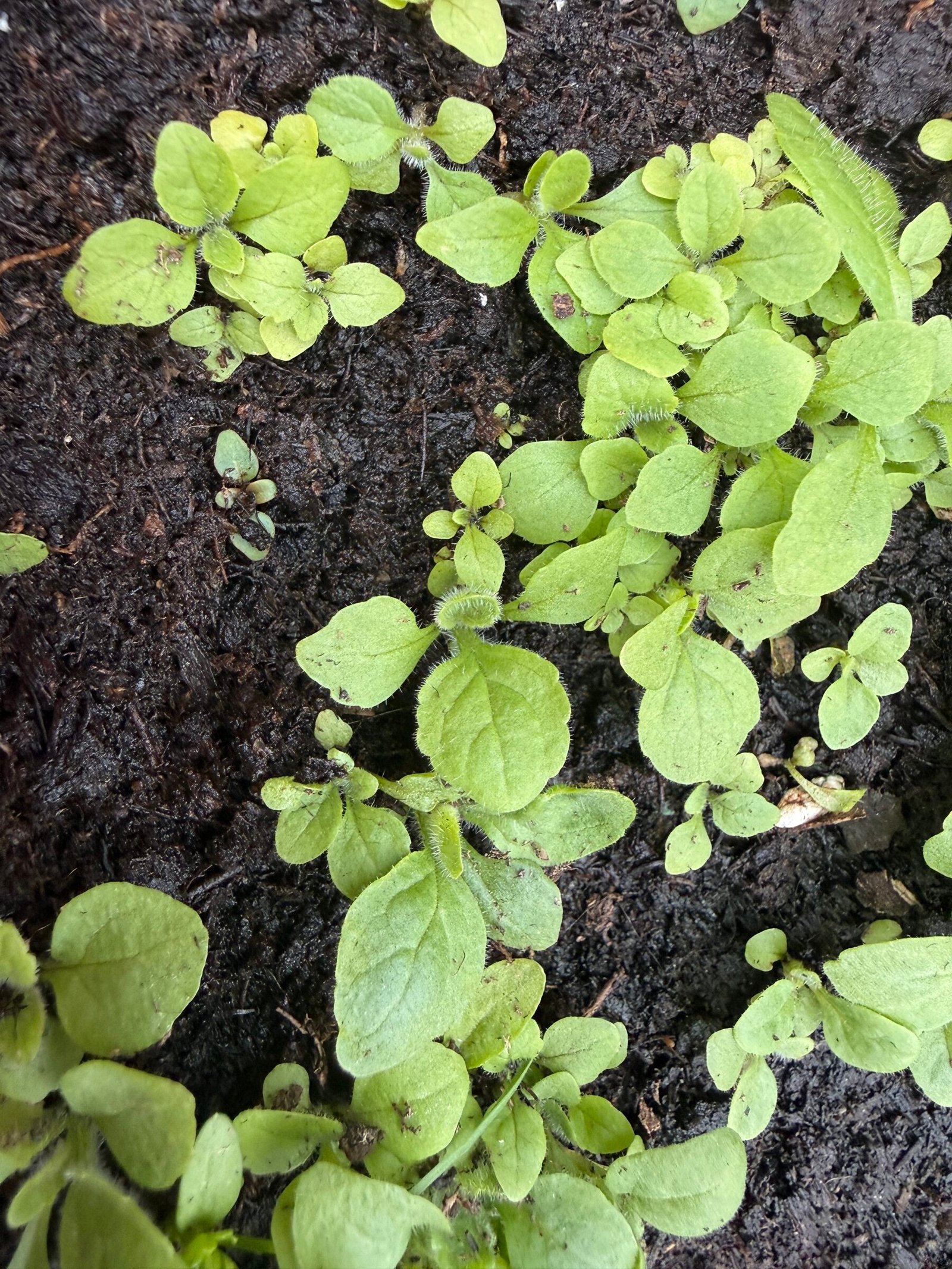 Răsaduri de Digitalis purpurea cu primele frunze adevărate în substrat umed, Bran