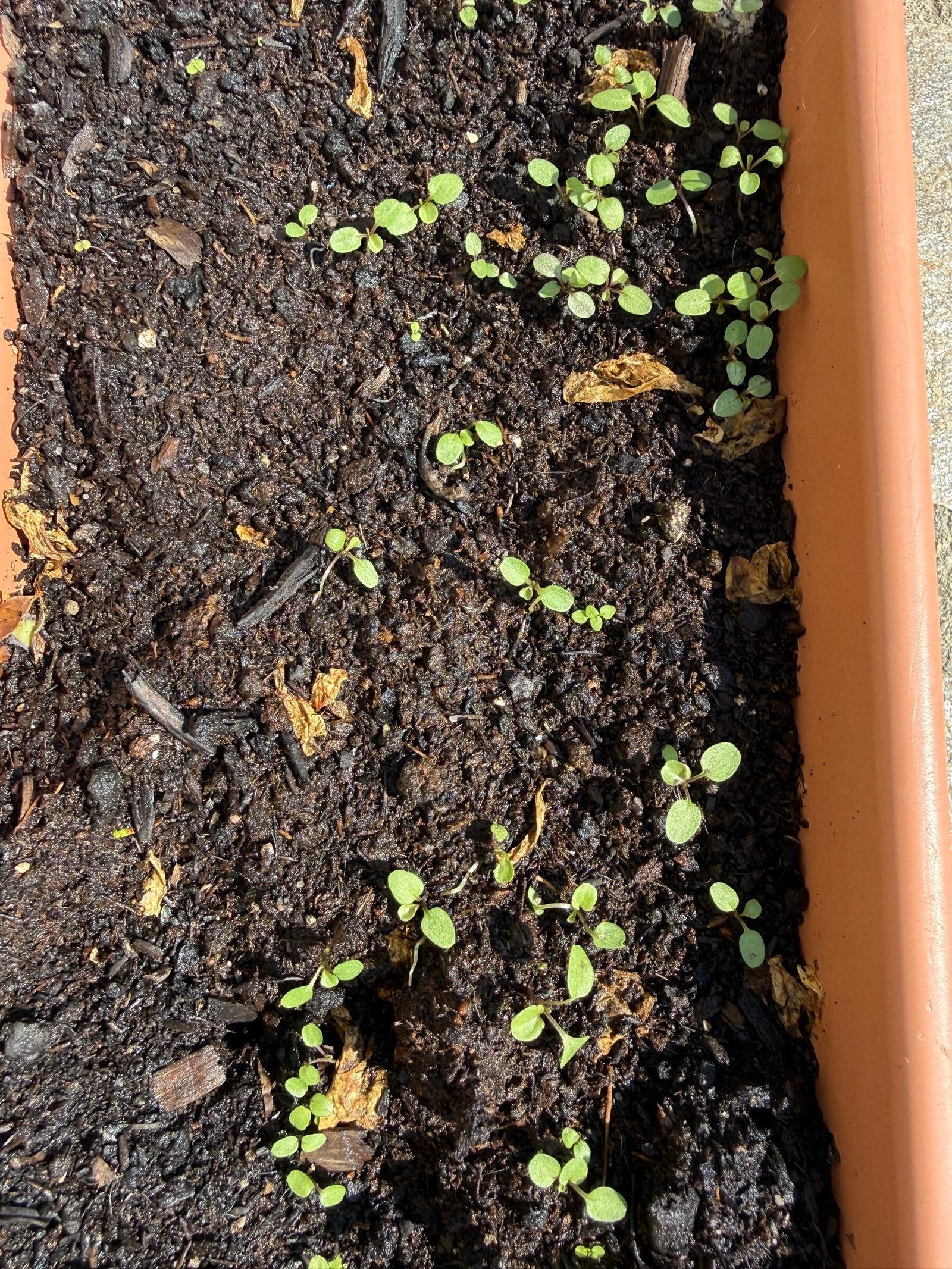 Răsaduri foarte tinere de Digitalis purpurea la germinare într-o jardinieră din Bran
