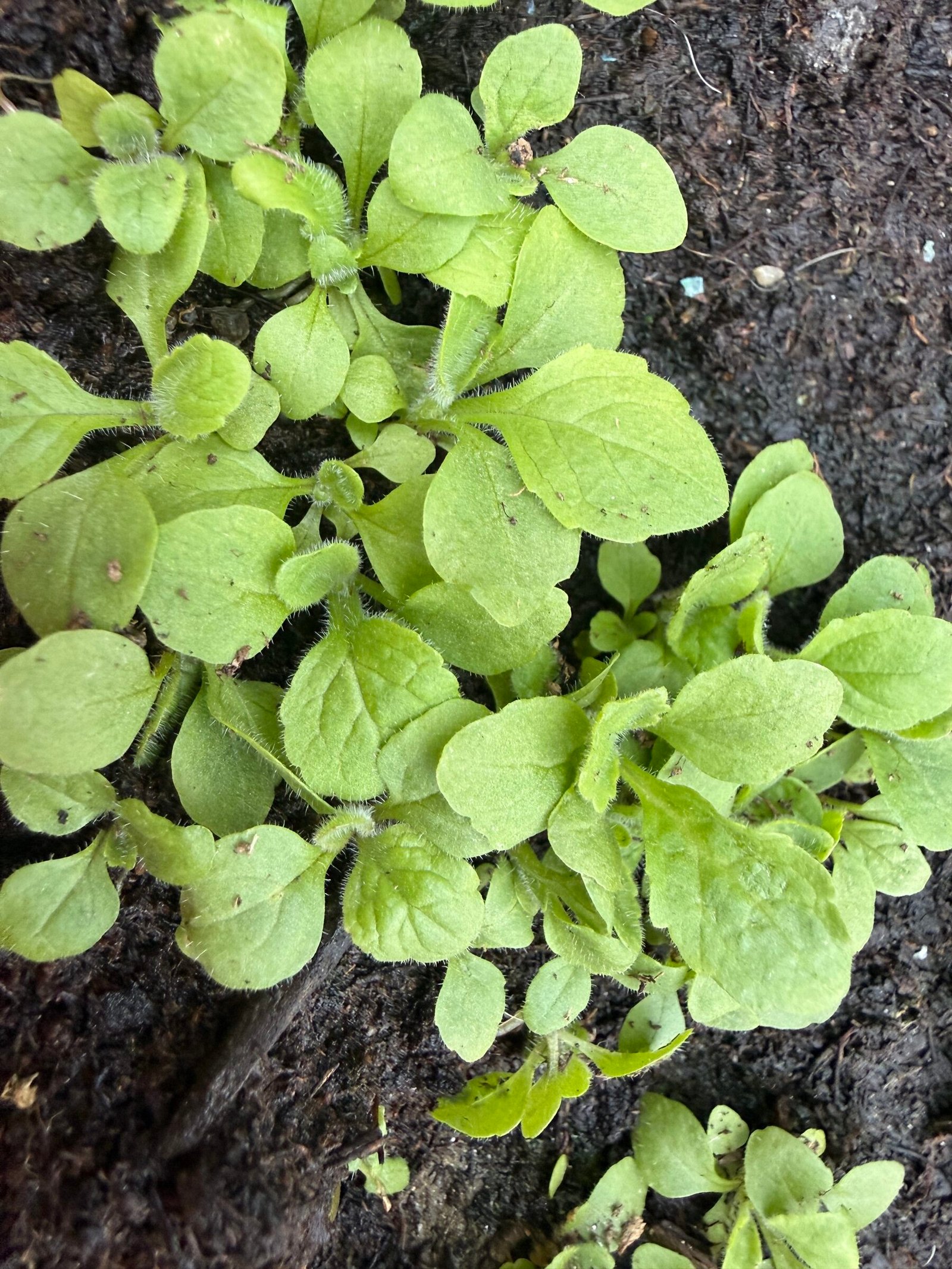 Grup de rozete tinere de Digitalis purpurea înainte de repicare, în Bran