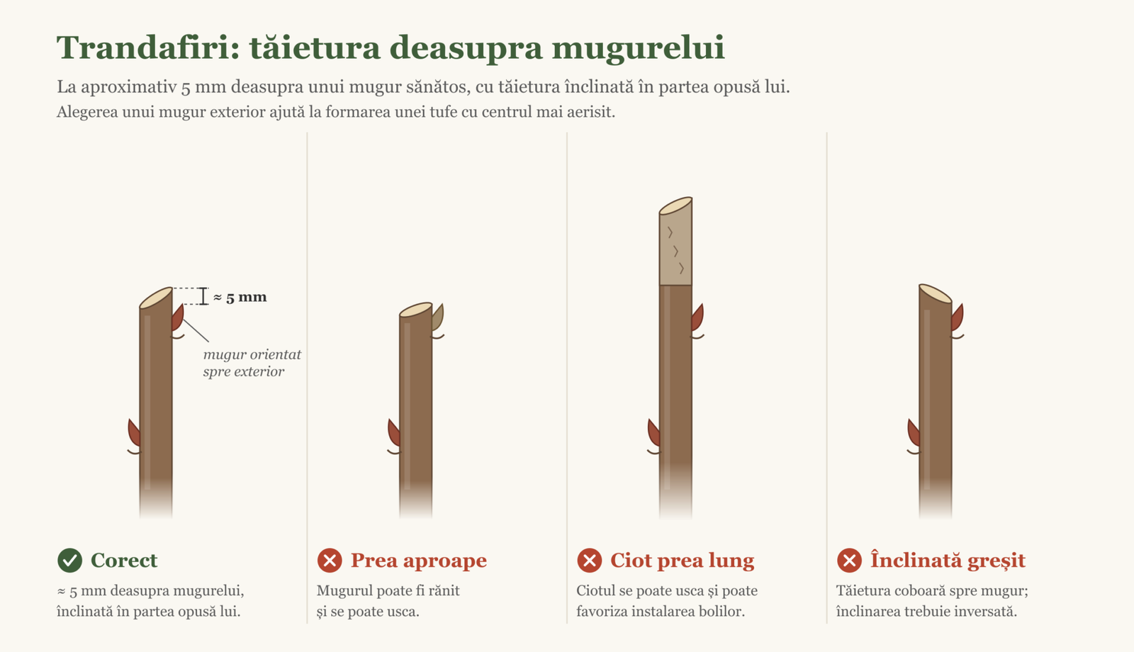 The cut above a bud — the correct position and common mistakes