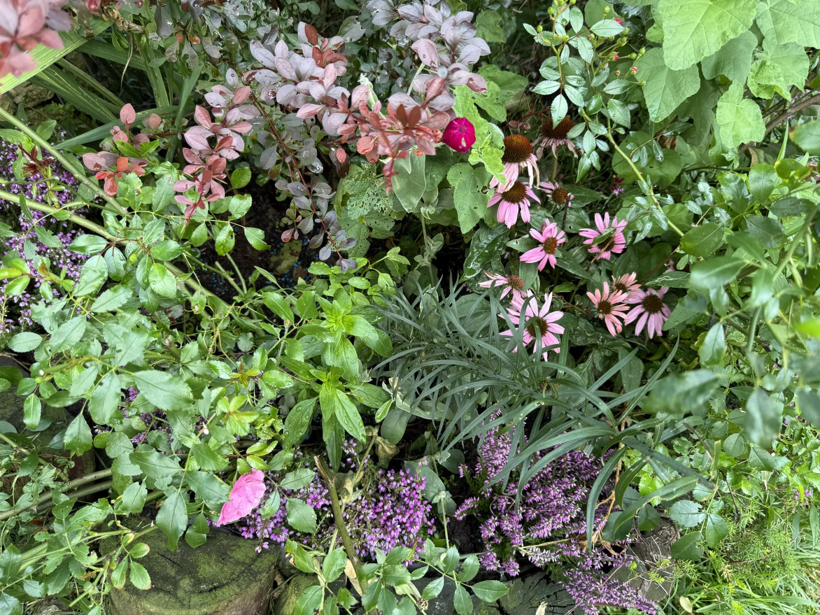 Pink echinacea in a lush bed of plants in the mountain garden in Bran, Romania