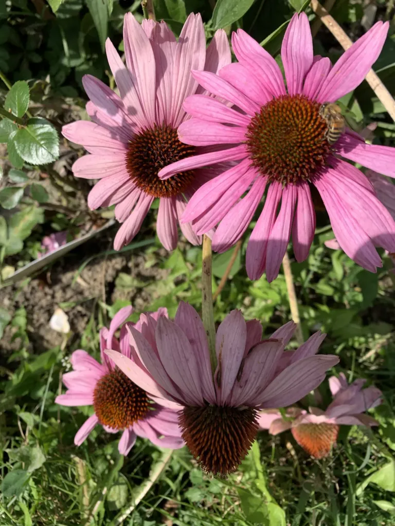 Pink echinacea flowers in the garden in Bran, Romania, in October